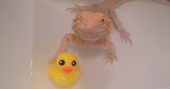 bearded dragon getting a bath