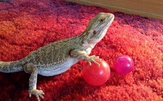 bearded dragon playing with a ball