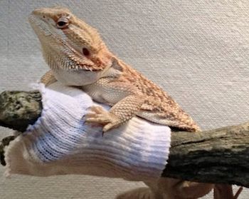 Bearded Dragon with Sock in Cage