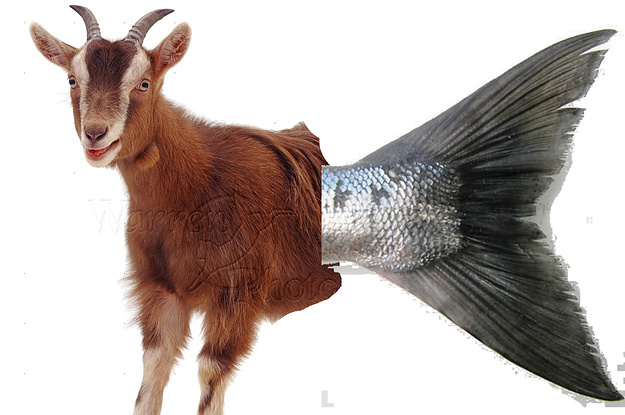 мужчина рыба-коза