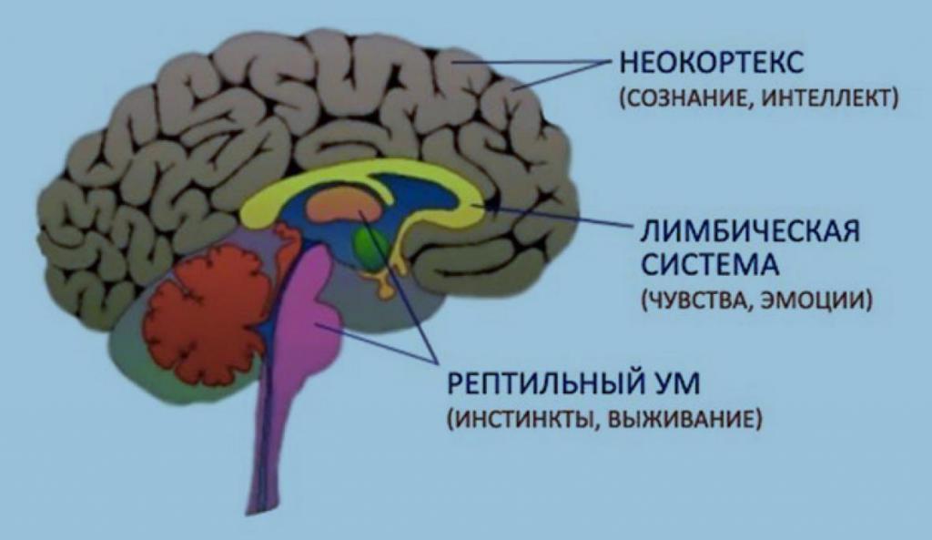 анатомия рептильного мозга человека 