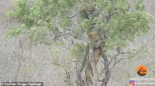 One of the pair moved close to the tree, circling the trunk briefly before attempting to climb it