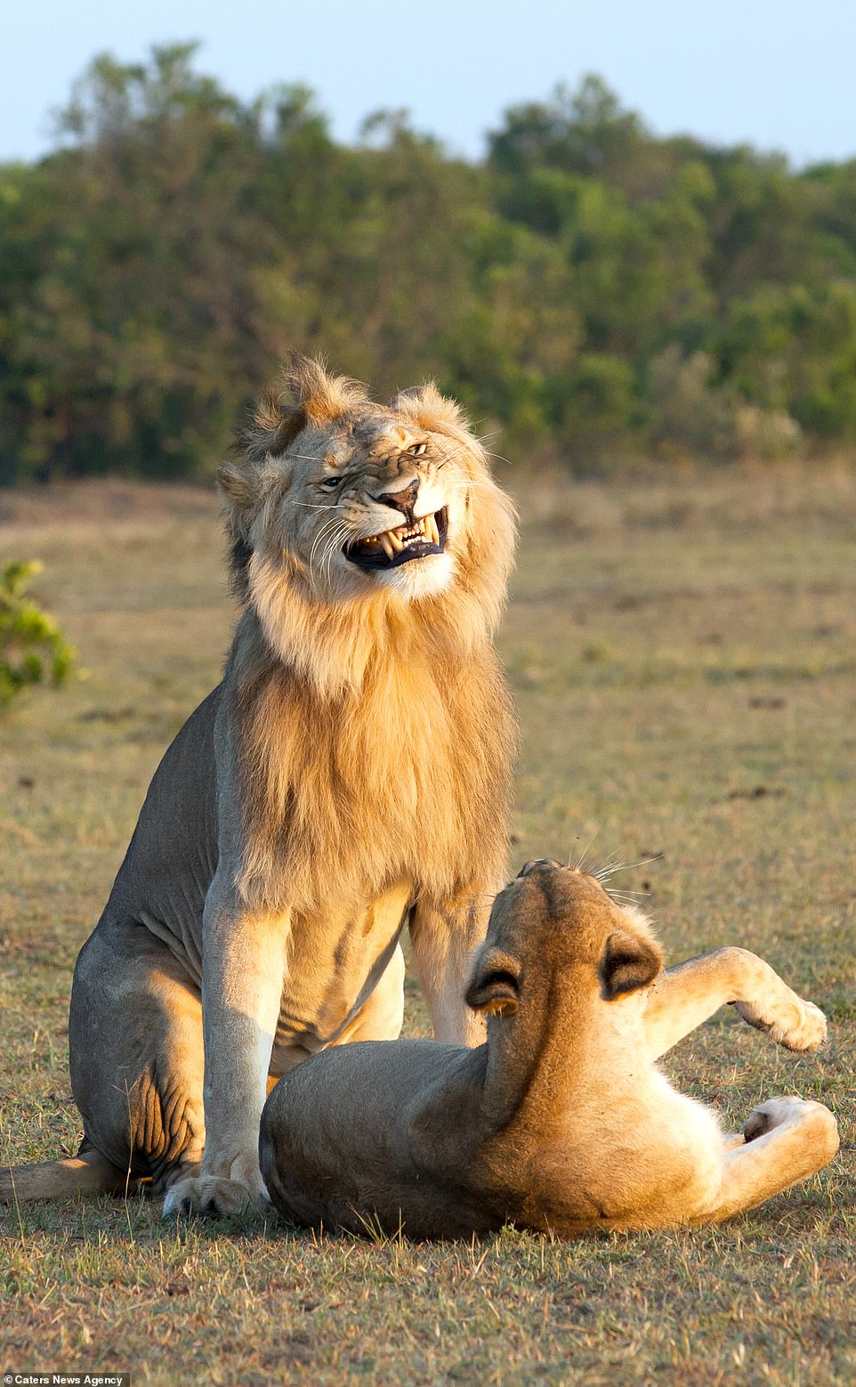 The lion bears its teeth as it sits at the rear of the lioness on the grassy plains of the Maasai Mara National Reserve in Kenya; although mating itself takes only a few seconds, it is repeated about every 20 minutes