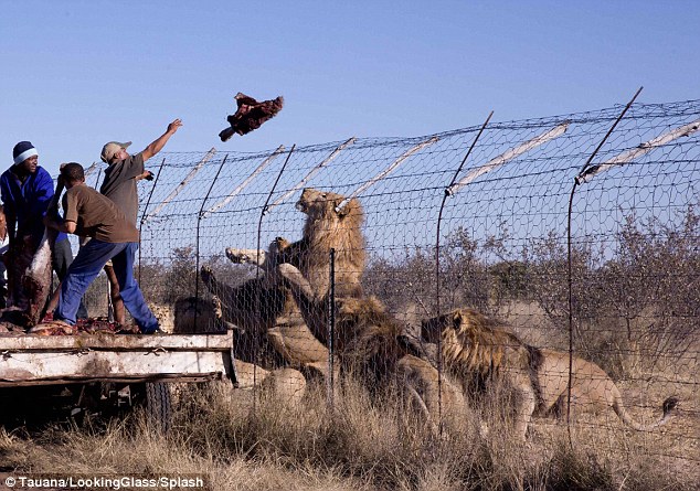 Sustainable living: A team from the Modisa Wildlife Project feed a group of young male lions in an enclosure
