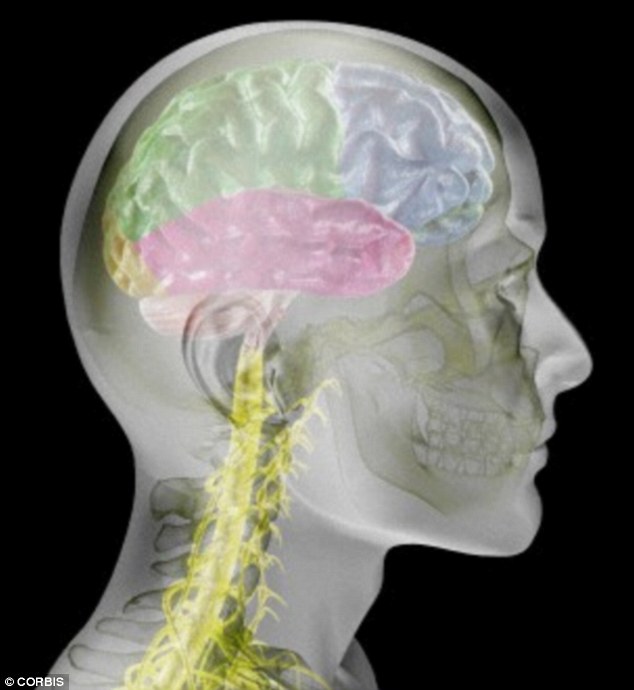 The cortex is the outer layer which covers two thirds of the brain