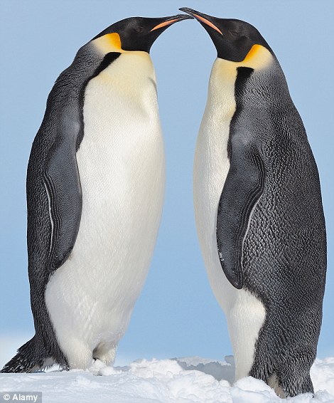 According to research, about a fifth of captive king penguins are gay