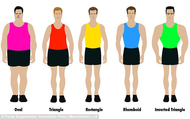 Getting in shape: Researchers examined the physical characteristics of 2,000 men to determine the five most common body types, illustrated in the graphic above