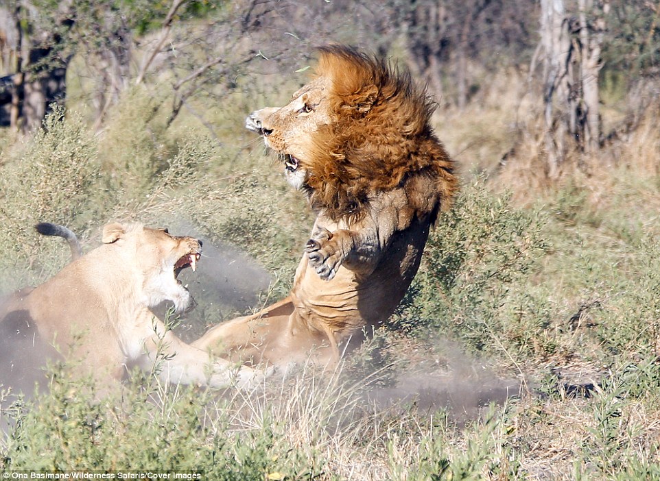 Ona Basimane, a guide for Wilderness Safaris Explorations Camp in Gomoti, Botswana, said the male had been welcomed by the pride before, but they were in no mood to see him on this occasion
