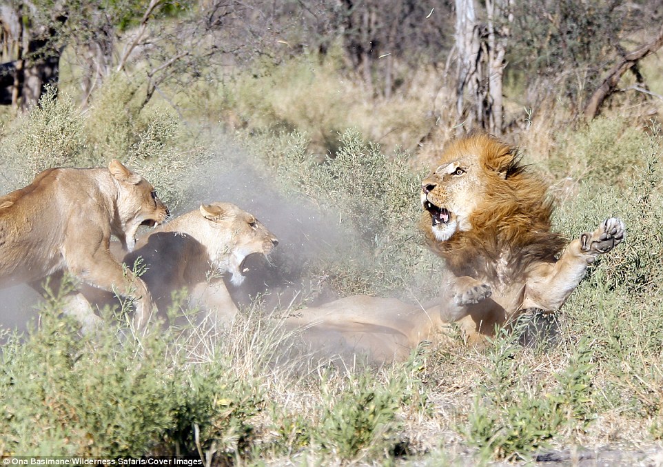 This is the moment a male lion was attacked by his own pride in Botswana who began biting and scratching him when he appeared again after spending a long time away from them