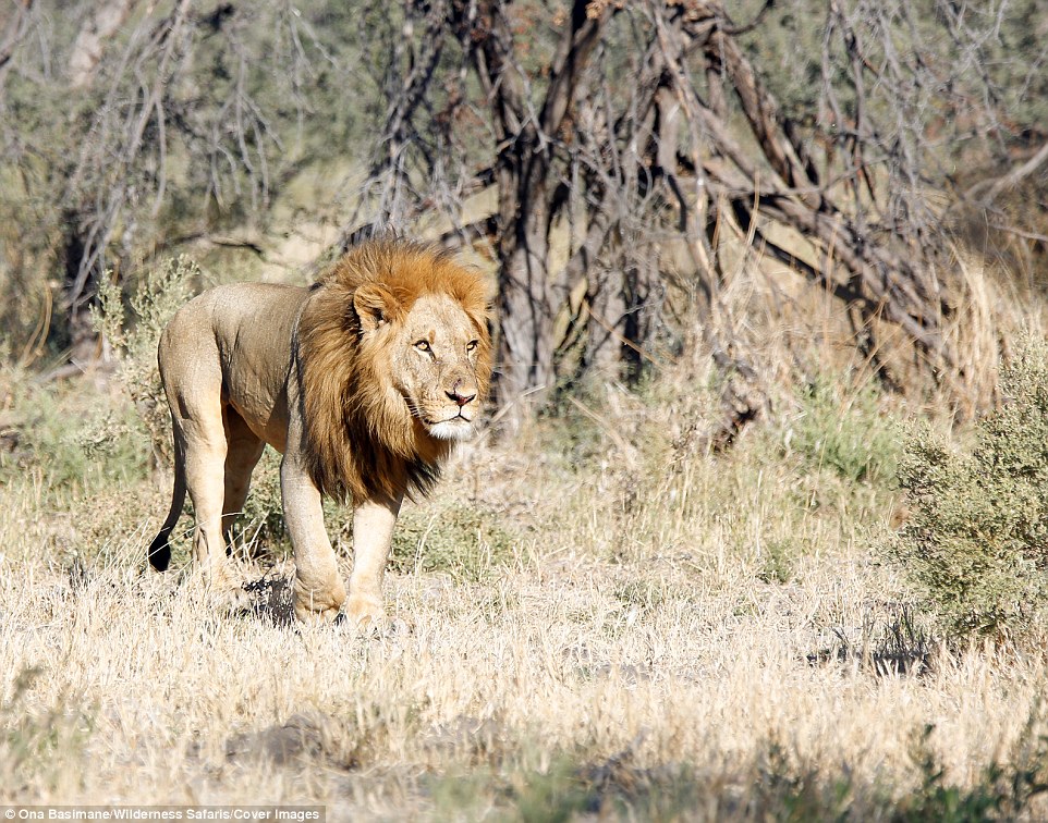 It has been known for female lions to turn on and even kill the dominant male in their pride when he gets too old to defend them or maintain order any longer
