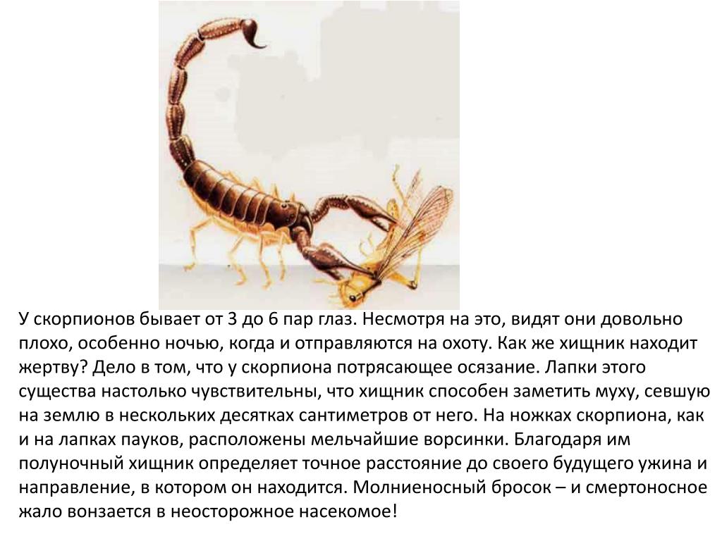 Что делает мужчина скорпион. Скорпион описание. Все виды скорпионов. Черты скорпиона. Характеристика скорпиона животного.
