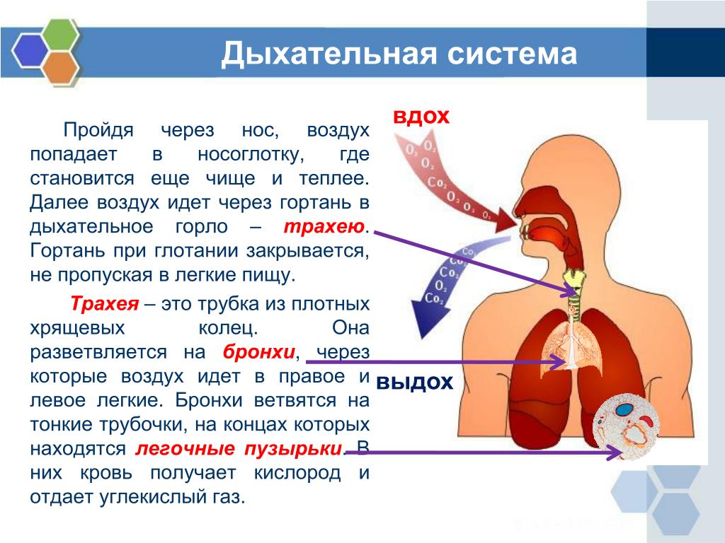 Презентация легкое дыхание