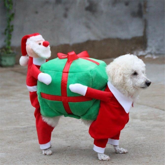 собака в новогоднем костюме