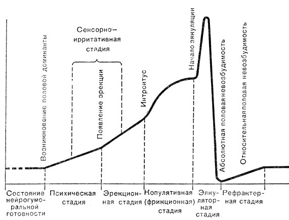 Копулятивный цикл мужчины