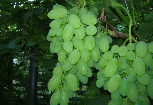grapes Timur