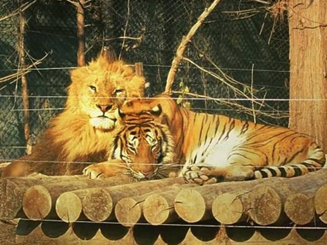 Lion vs tiger Intelligence. A tiger is more intelligent than a lion.