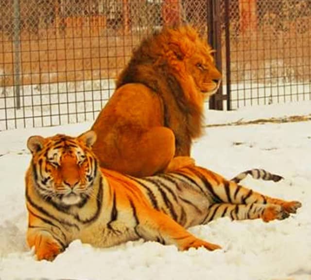 A lion has an advantage of mane around his neck as a protection armor. Lion vs tiger mane comparison.