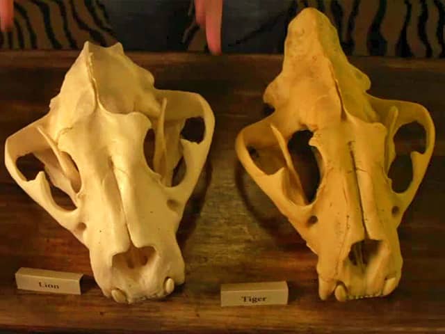 Lion vs Tiger skull size comparison. A lion has a bigger skull than a tiger.