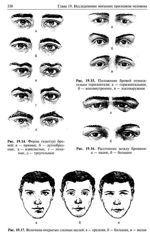 Признаки взгляда мужчины. Типы бровей криминалистика. Габитоскопия в криминалистике. Словесный портрет криминалистика глаза. Описание формы лица в криминалистике.