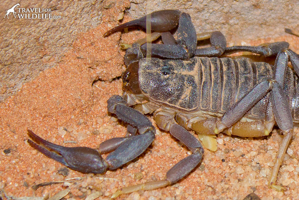 Pincers of a fattail scorpion