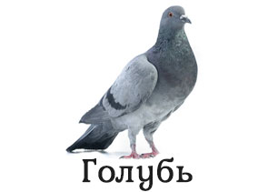 Голубь