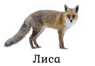 Лиса