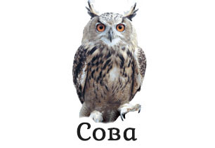 Сова